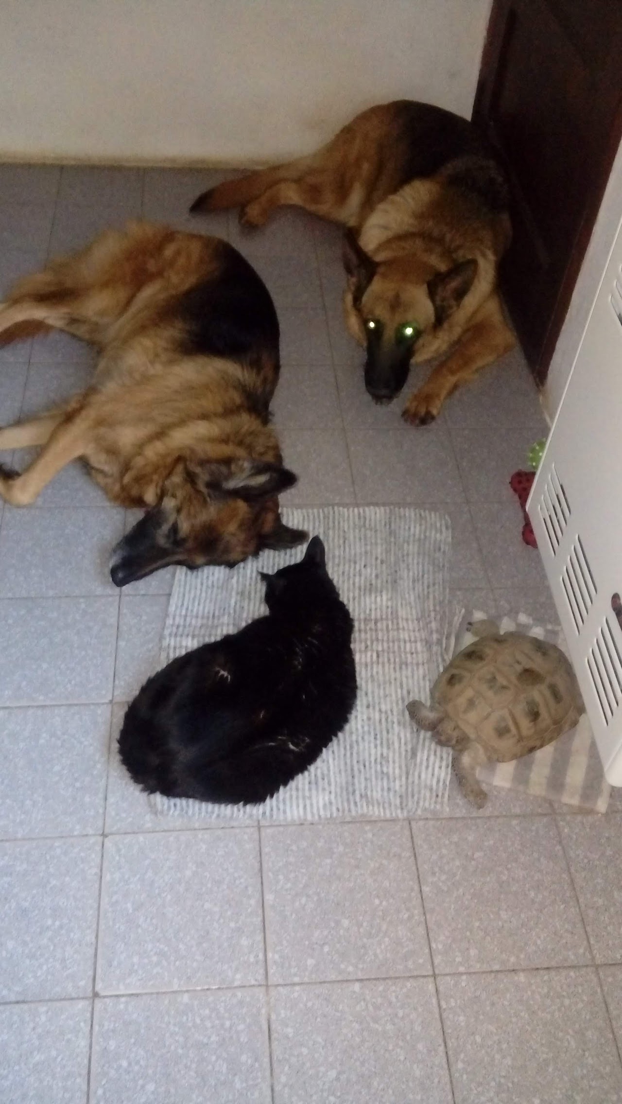 Mascotas atendidas en Veterinaria Mapuche